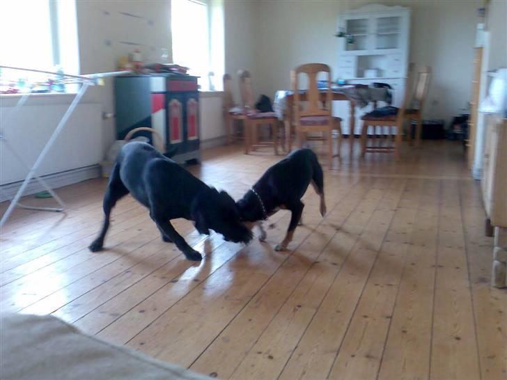 Labrador retriever waps billede 5