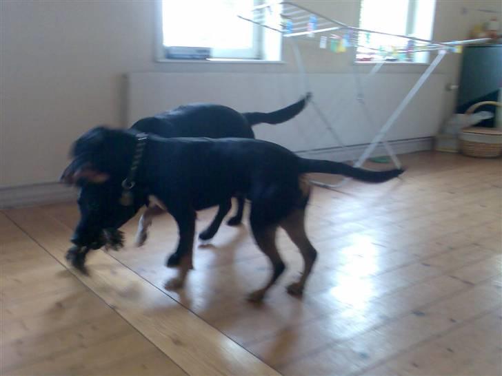 Labrador retriever waps billede 6