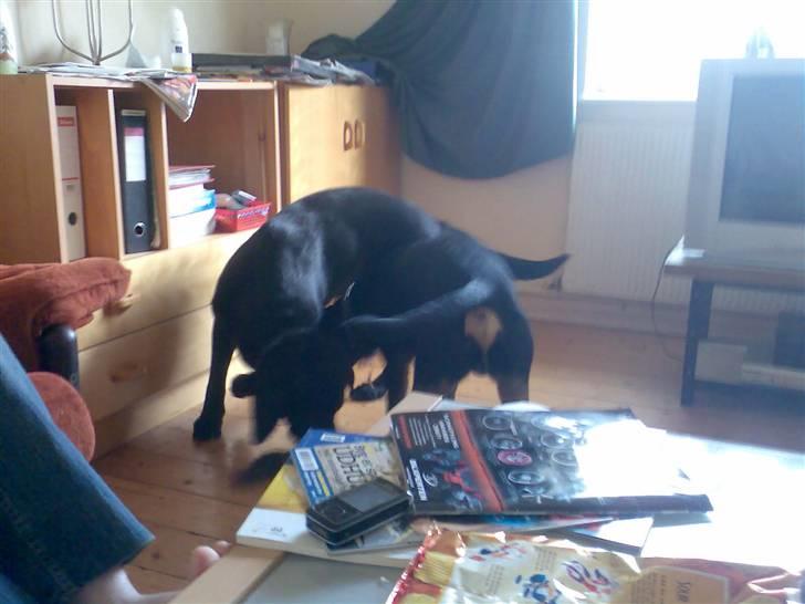 Labrador retriever waps billede 7