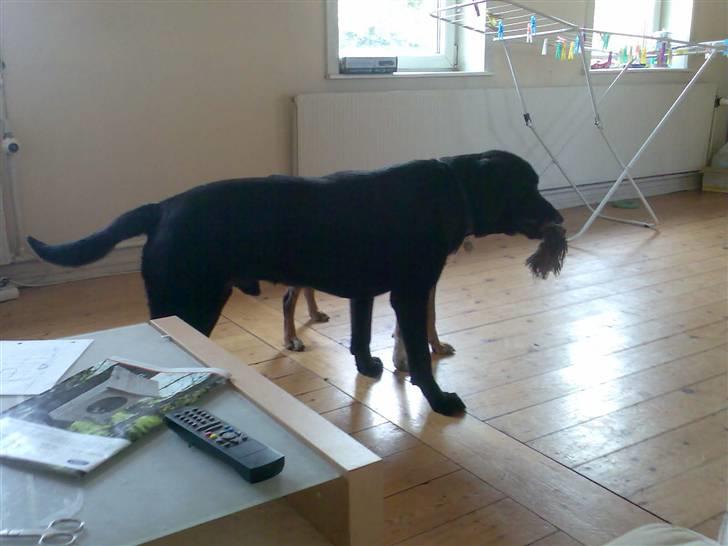 Labrador retriever waps billede 8