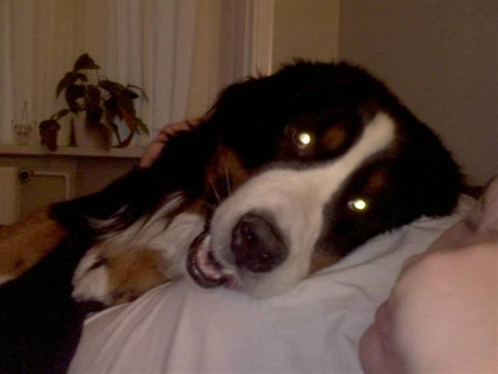 Berner sennenhund Yimbo    R.I.P. - ligger og beundrer min dejlige far "S" billede 13