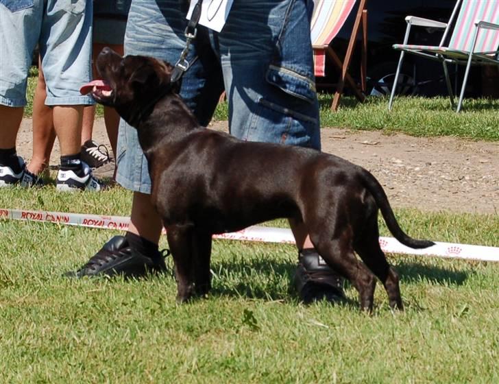 Staffordshire bull terrier WESTLUND FRIDA - tjek lige vinkelerne.... de kan vis ikke blive beder... også er det end da ikke rette på hende... billede 15