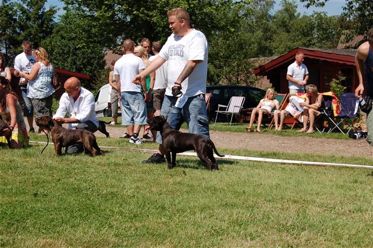 Staffordshire bull terrier WESTLUND FRIDA - ja det er afslappen at være til sbt skue på fyn billede 16