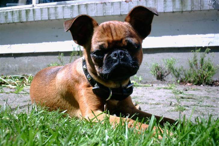 Blanding af racer Pippi billede 10