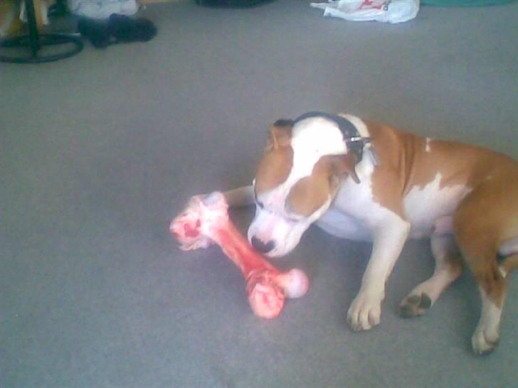 Blanding af racer Lupus billede 7