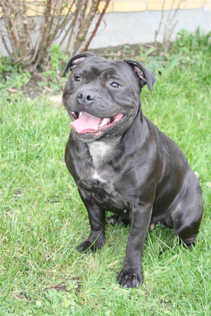 Staffordshire bull terrier Gucci - gucci billede 1