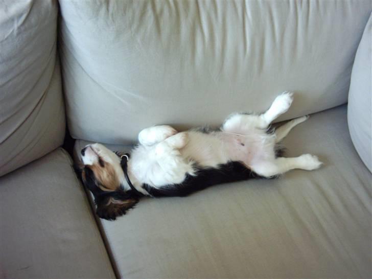 Cavalier king charles spaniel Asterix - Tjaa- dette er så min ynglingssovestilling billede 8