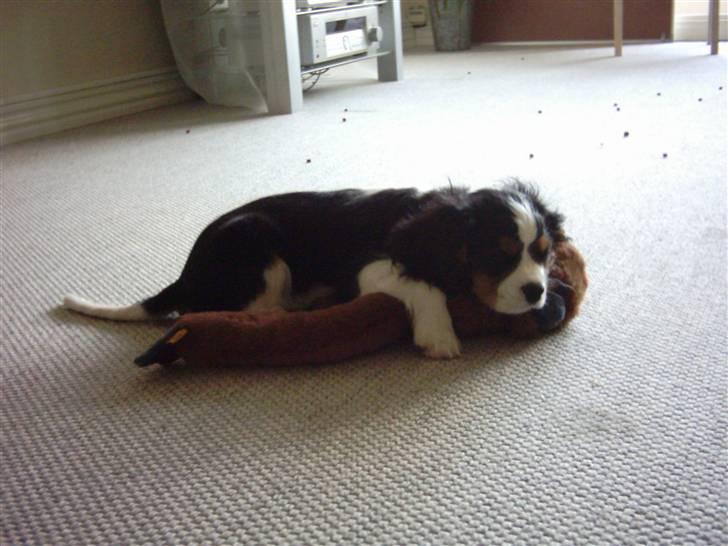 Cavalier king charles spaniel Asterix - Her ligger hr.Abe og jeg og sover. billede 9