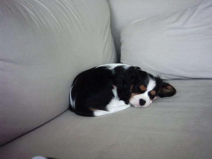 Cavalier king charles spaniel Asterix - Mig som lille billede 10
