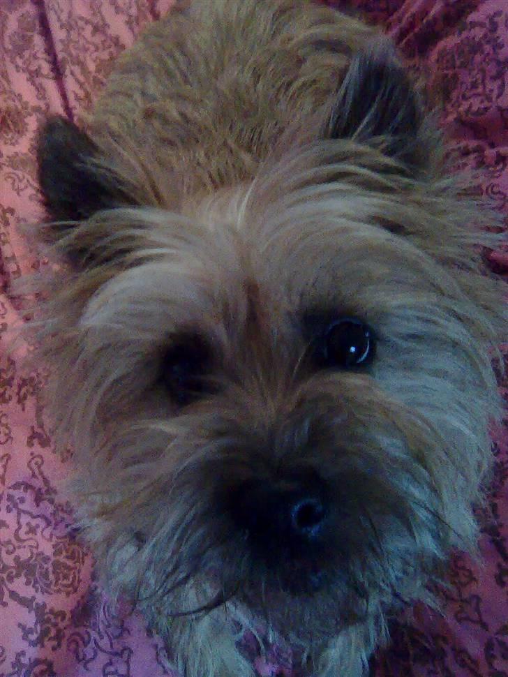 Cairn terrier Silja - Fotomodel? Mig? Hah, det ved jeg da godt! :D billede 1