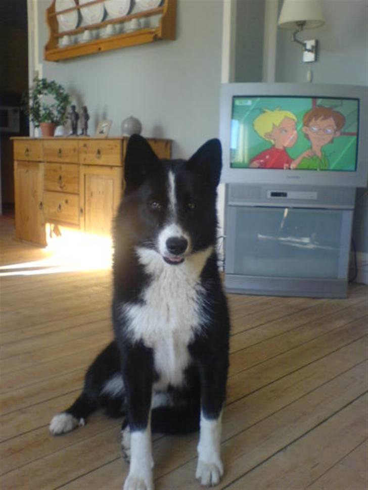 Karelsk bjørnehund Bianca Sonne  - <3 billede 1