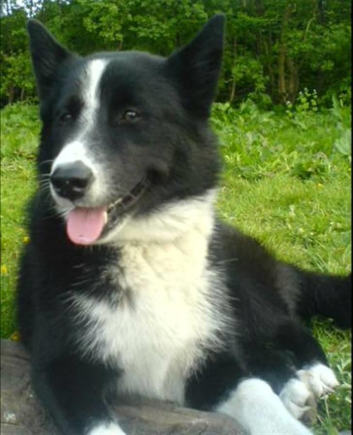 Karelsk bjørnehund Bianca Sonne  - <3 billede 2