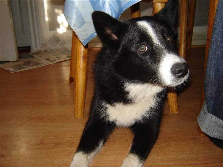 Karelsk bjørnehund Bianca Sonne  - <3 billede 3