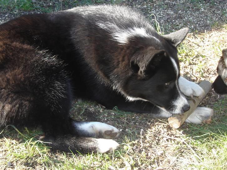 Karelsk bjørnehund Bianca Sonne  - <3 billede 4