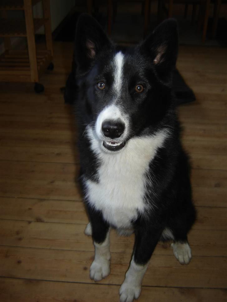 Karelsk bjørnehund Bianca Sonne  - <3 billede 5