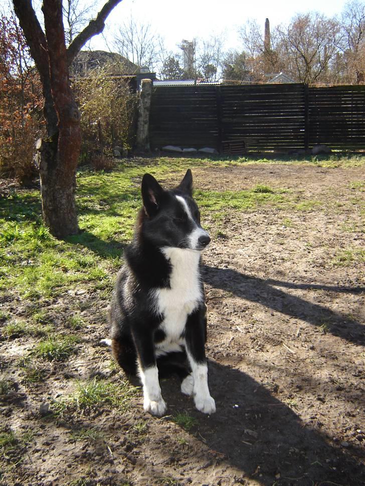 Karelsk bjørnehund Bianca Sonne  - <3 billede 6