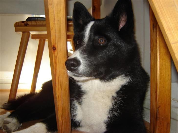 Karelsk bjørnehund Bianca Sonne  - <3 billede 7