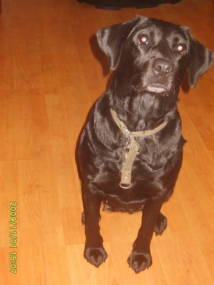 Labrador retriever Sandy. -  NYt billede. Velkommen til min profil. billede 1