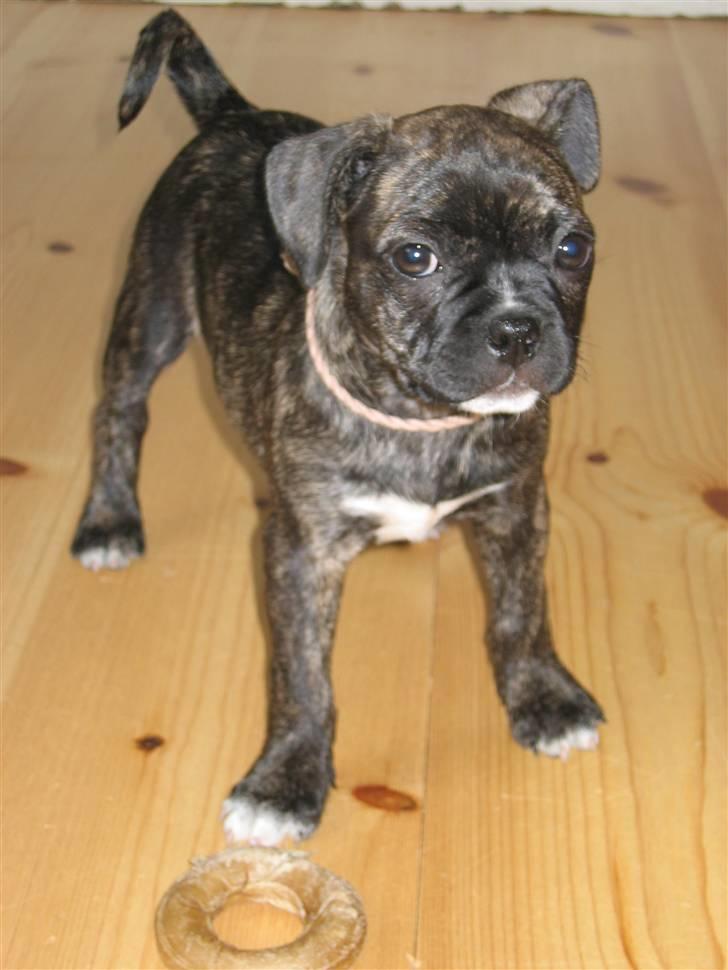 Blanding af racer Betty - baby Betty:) billede 1