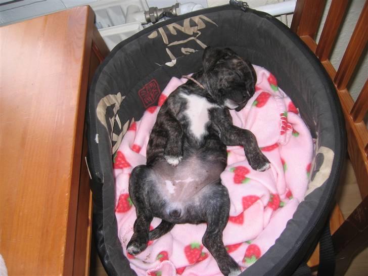 Blanding af racer Betty billede 2