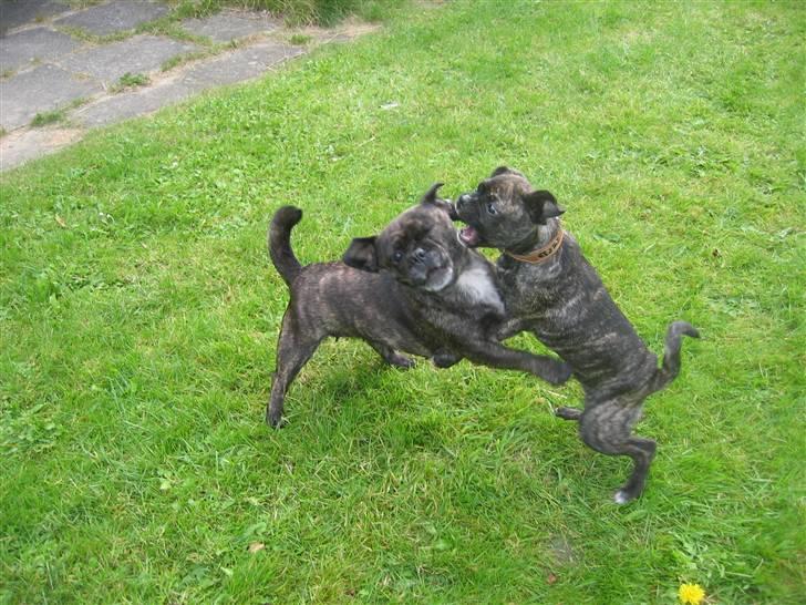 Blanding af racer Betty billede 3