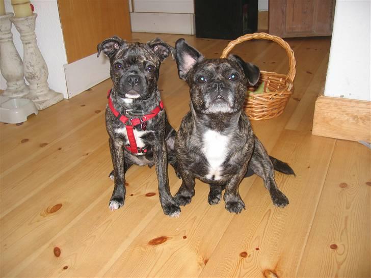 Blanding af racer Betty billede 4