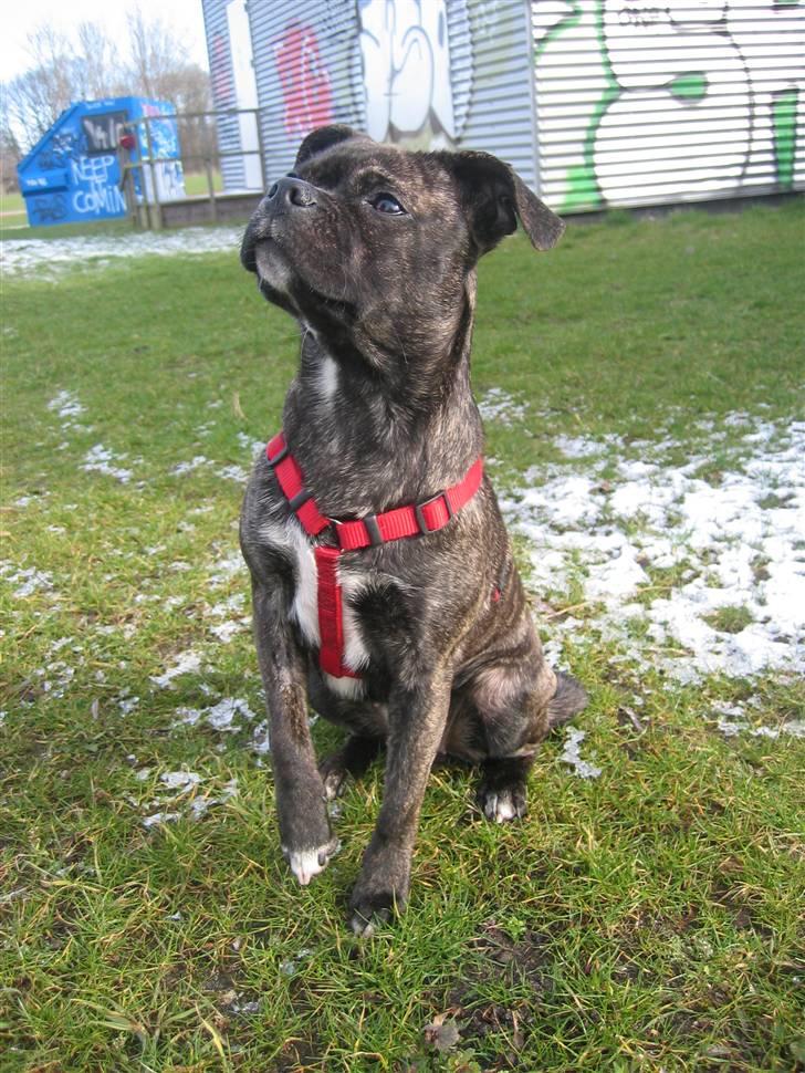 Blanding af racer Betty billede 5