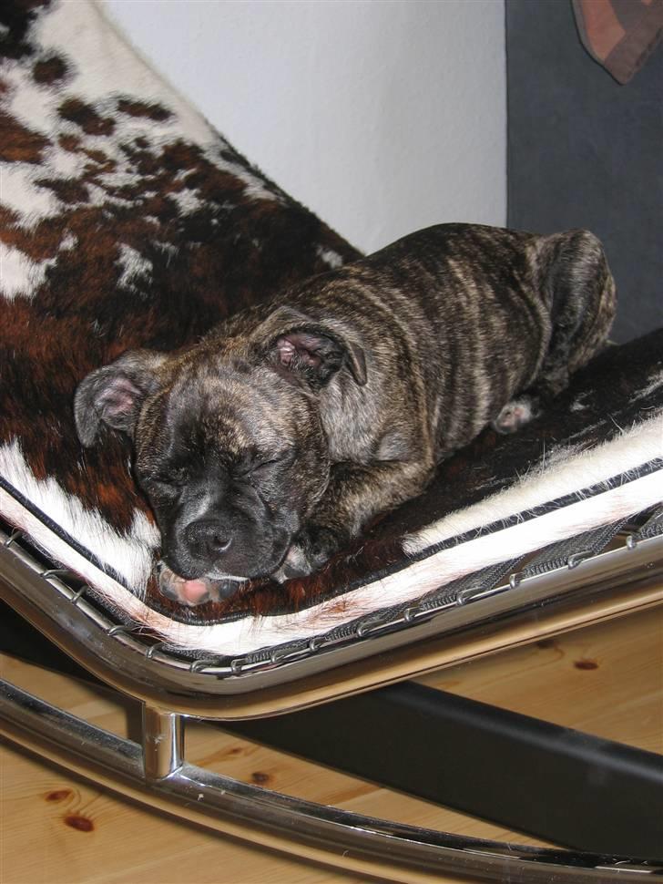 Blanding af racer Betty billede 6