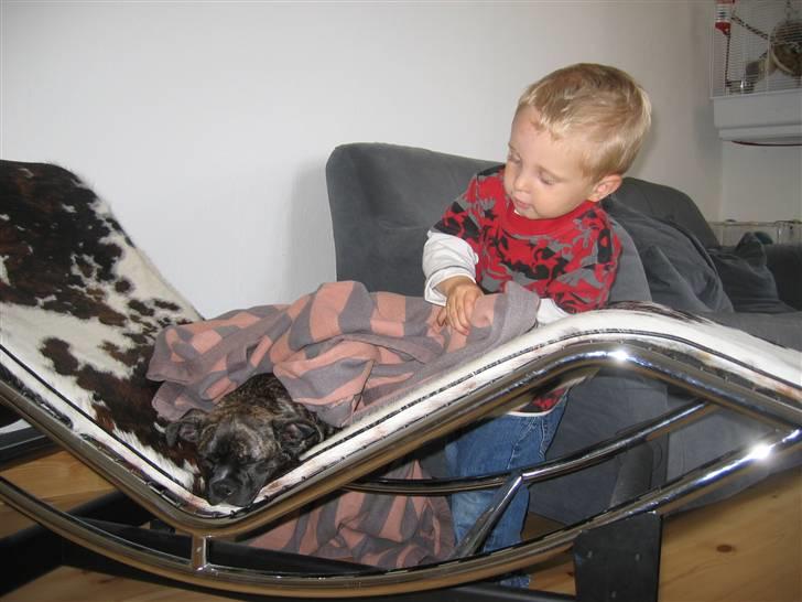 Blanding af racer Betty billede 7