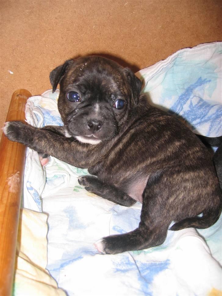 Blanding af racer Betty billede 8