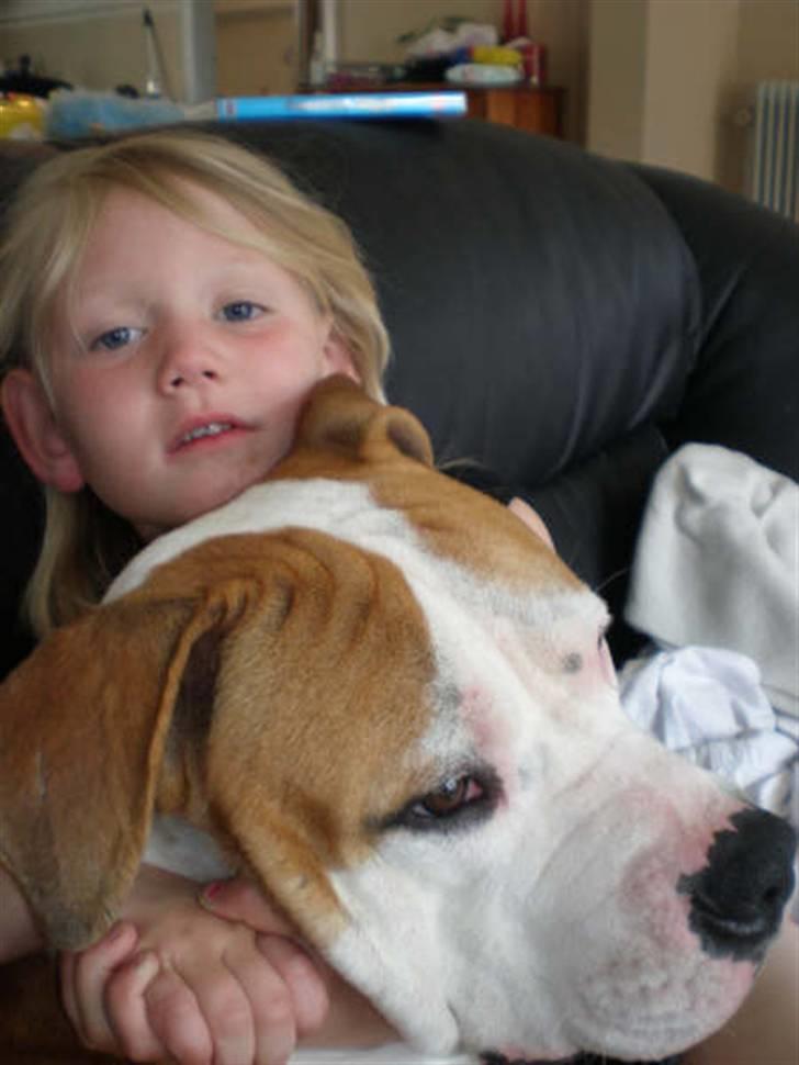 Blanding af racer Lupus billede 8