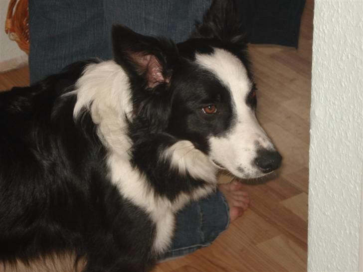 Border collie Auri billede 9