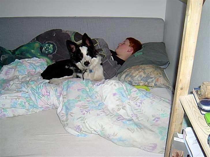 Border collie Auri - Min bedste senge kammerat Simon billede 10