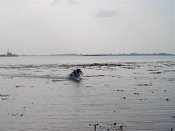 Border collie Auri - Her kommer jeg billede 11