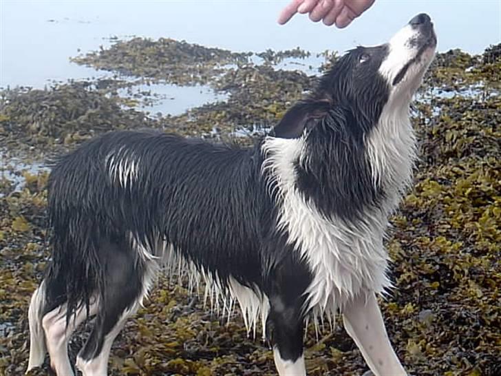 Border collie Auri billede 12