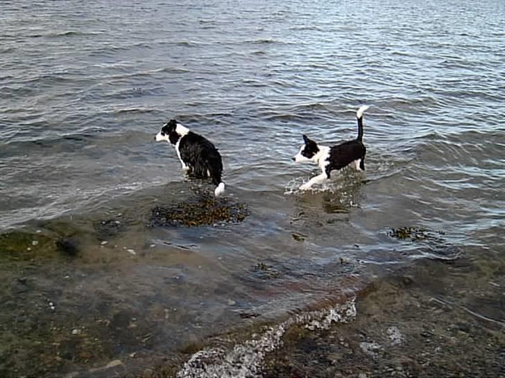 Border collie Auri - Moar vent på mig billede 13