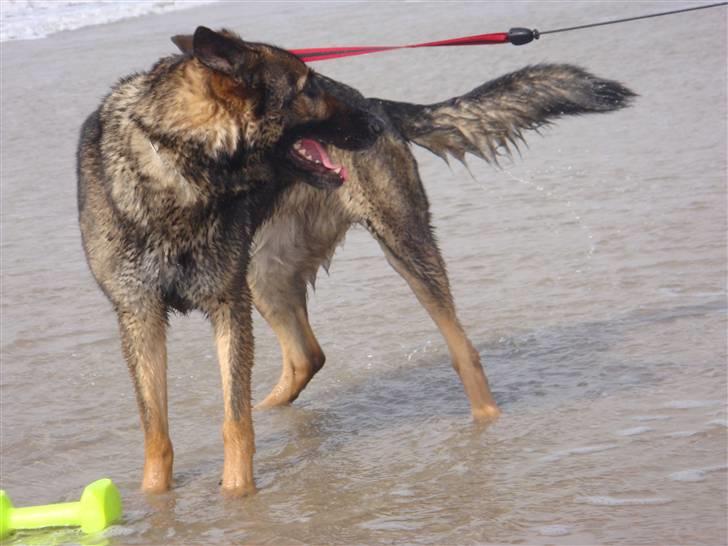 Schæferhund Glarbo Boogie - De gik den vej..... billede 8