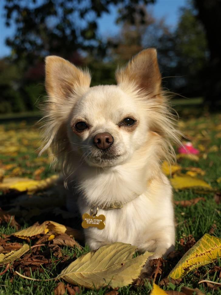 Chihuahua Micki aka Mimi - Velkommen til Mickis profil. billede 23
