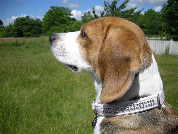 Beagle Tinka * Himmelhund * - *Stolt vuffer* billede 1