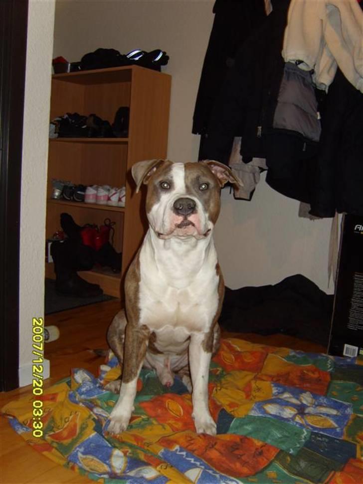 Amerikansk staffordshire terrier Pablo billede 1