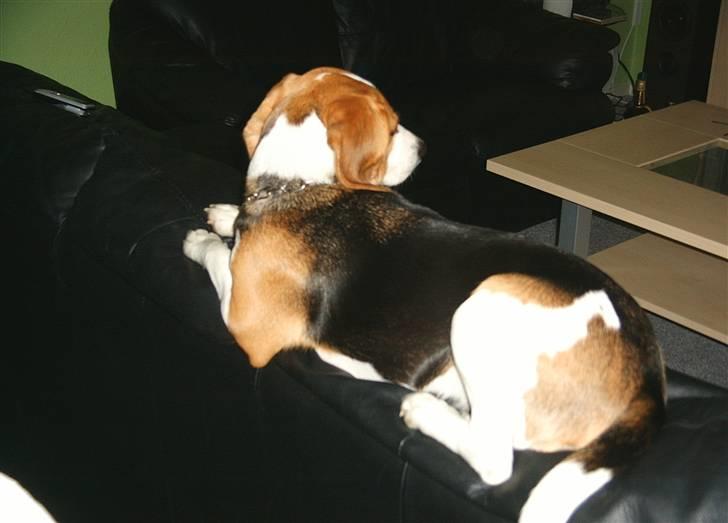 Beagle Tinka * Himmelhund * - Jeg er ikke en hund.. Jeg er en kat ! billede 2