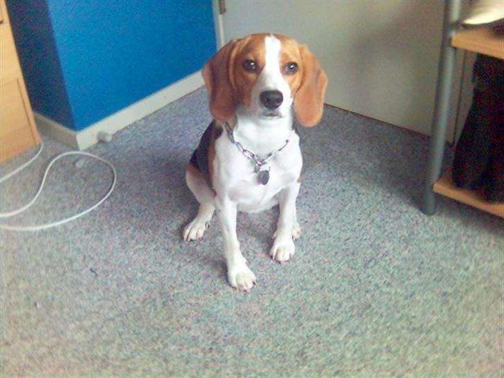 Beagle Tinka * Himmelhund * - 3...2...1... Smiiiiil :D billede 3