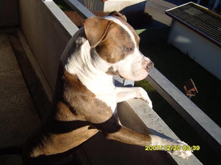 Amerikansk staffordshire terrier Pablo - Pablo og Walter :) billede 2