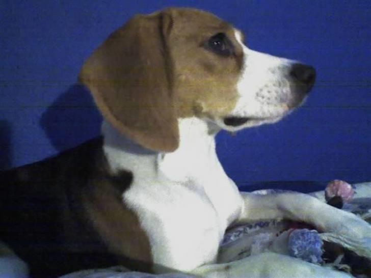 Beagle Tinka * Himmelhund * - Det her er så mit profilbillede..  :) billede 4