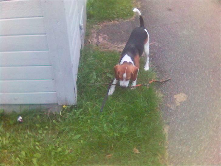 Beagle Tinka * Himmelhund * - Ingen Pind er for stor til Tiiinka :D billede 5