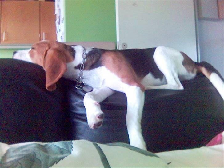 Beagle Tinka * Himmelhund * - *Snork* billede 6