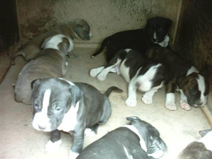 Amerikansk staffordshire terrier Pablo - Hele kuldet ca 6 uger på billedet billede 3