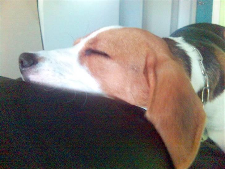 Beagle Tinka * Himmelhund * - ZzZzZzZzzzz billede 7