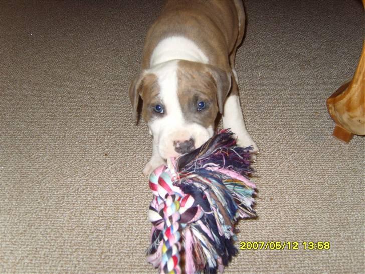 Amerikansk staffordshire terrier Pablo - Bettet Terrorist ;) billede 4