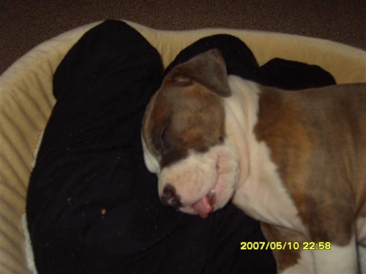 Amerikansk staffordshire terrier Pablo billede 5